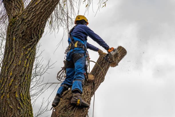 Best Tree Disease Treatment  in New Rochelle, NY